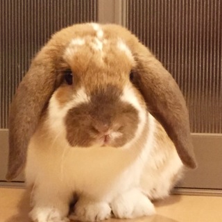 元気なロップイヤーの男の子です