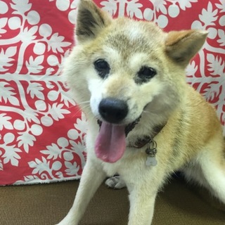 元気でマイペースなマロンちゃん