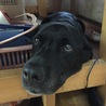 テーブルの下から｢何やってんねん｣と見上げております