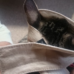 「もふもふマスク、雅(みやび)には意味なし」サムネイル3