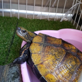 大事に育てて頂ける方でよろしくお願いします。