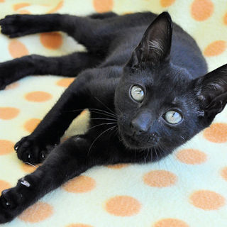 黒猫カギシッポ★軍艦君