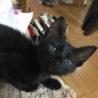 木洩れ日通りに隠れていた子B.蜜子ちゃん