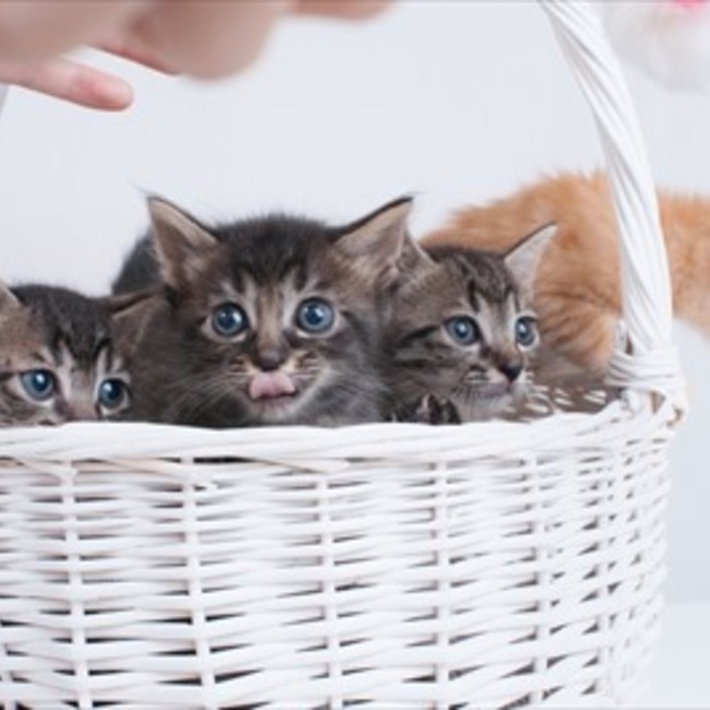 刈谷地域ねこの会のカバー写真