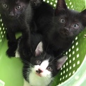 黒子猫2匹ありがとうです！あと1匹♂別募集します。