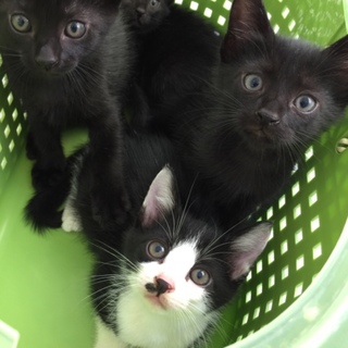 黒子猫2匹ありがとうです！あと1匹♂別募集します。
