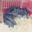 多頭飼いで喧嘩が耐えなくて困ってます