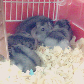 多頭飼いで喧嘩が耐えなくて困ってます