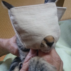 「もふもふマスクを雅(みやび)用に手を加えてみた」サムネイル2