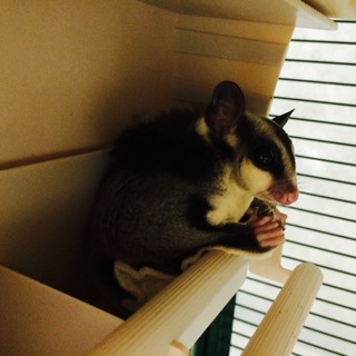 フクロモモンガの里親募集