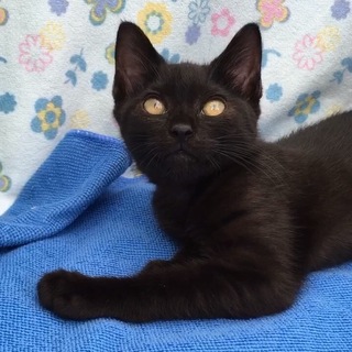 ひじきちゃんら