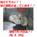 お迎え有り難うございました！感謝☆子猫2