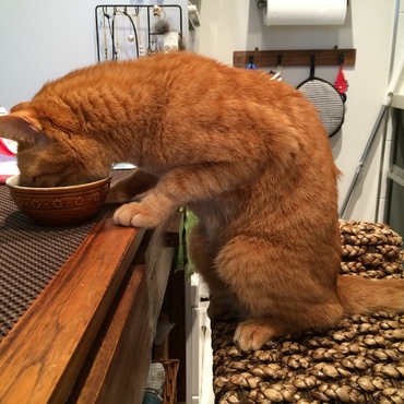 お食事スタイルですが、、、何か？！