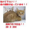 お迎え有り難うございます！！子猫4