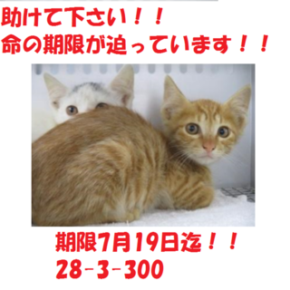 お迎え有り難うございます！！子猫4