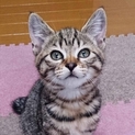 ちゃみちゃん