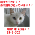 お迎え有り難うございます☆オッドアイの猫☆1