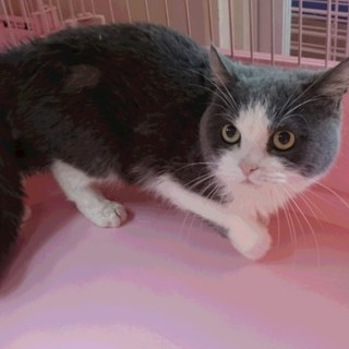 ブリティッシュS★かんた君★男の子４歳