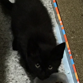 家の前でSOSを出していた真っ黒仔猫♂里親様募集