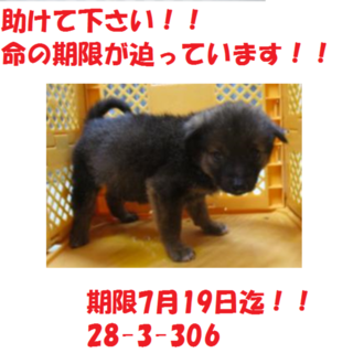 小さな子犬の命救って下さい！お願いします！子犬2