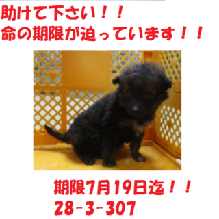 小さな子犬の命救って下さい！お願いします！子犬3