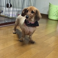 キャンディ