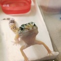 レオパ(推定2才)お願いします