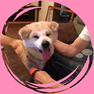 秋田犬mixなっちゃん