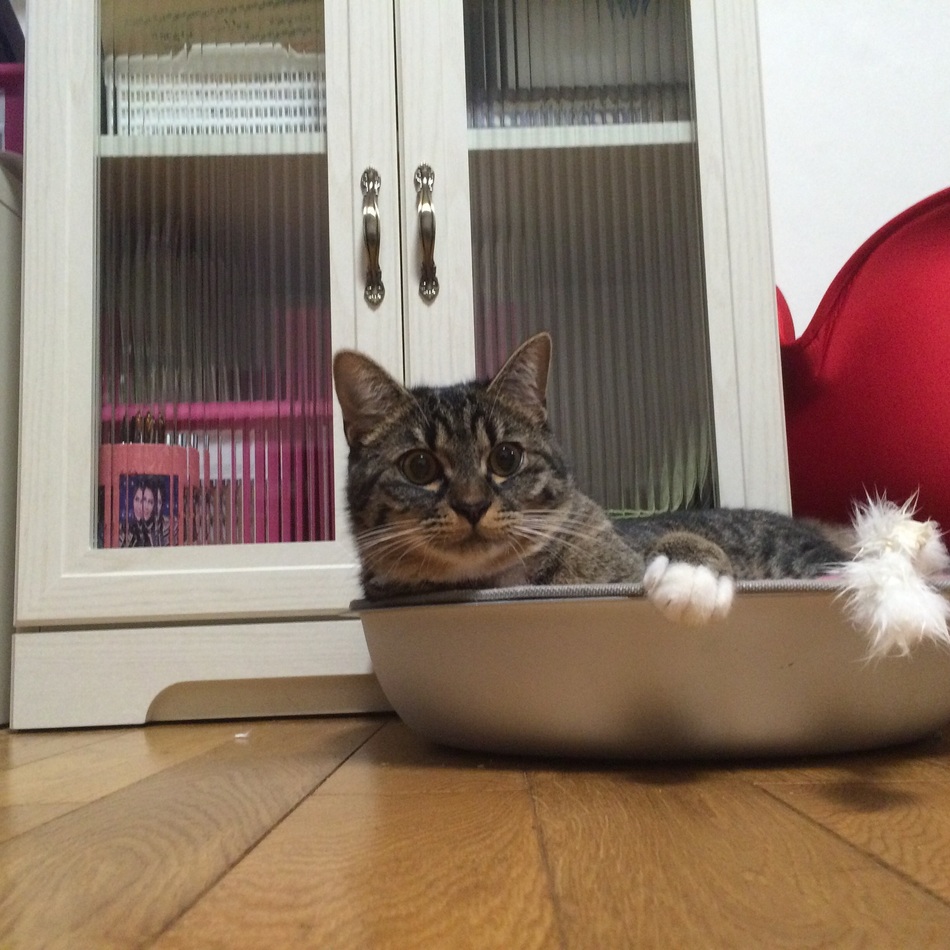 レオのカバー写真