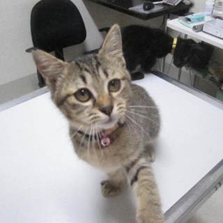 生後３カ月の可愛い女の子です。