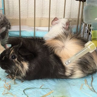 モルモット生後４週間のおとなしい子