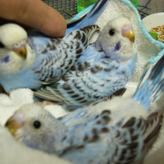 応募総数５2家族　皆さま　ありがとうございました！