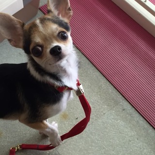 この子の家族を探しています