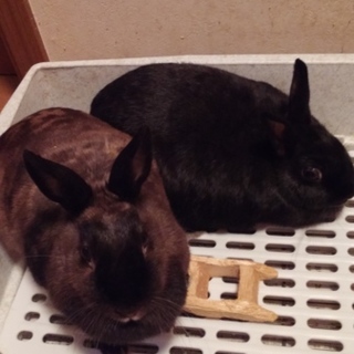 うさぎの双子姉妹