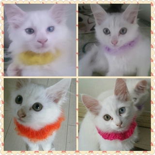 有難うございます。愛らしい白猫シスターズ