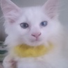 有難うございます。愛らしい白猫シスターズ サムネイル4