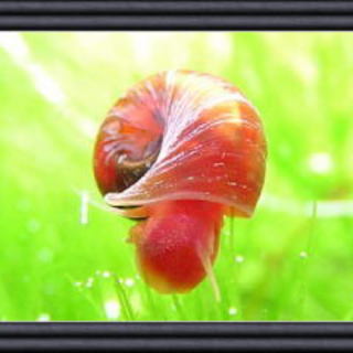 レッドラムズホーン