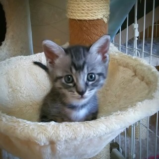 サバトラの女の子！フレンドリーで可愛いです♪