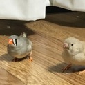 キンカチョウ♀＆ジャンボキンカチョウ♀ペア