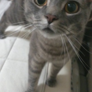 お願いします。