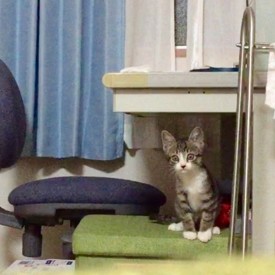 ミーくんのカバー写真