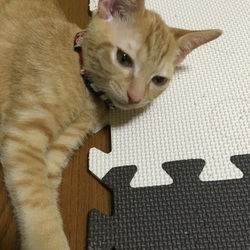 つくし〜初めての首輪〜