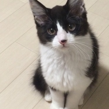 さて、僕のおじさんは誰でしょうか！（その１）僕はおじさんと同じ柄だよ！