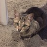 ぴょんた