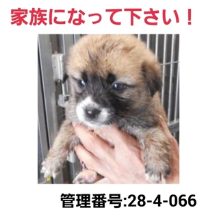 命に期限があります!小さな命を救ってください!①