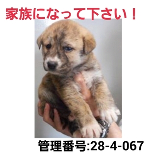 命に期限があります!小さな命を救って下さい!②