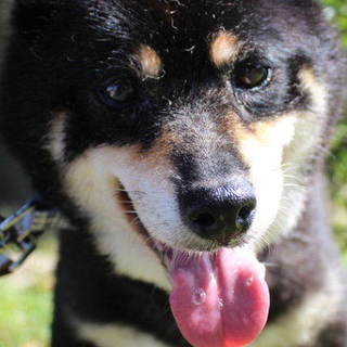 コロコロと可愛い柴の女の子ころなです。