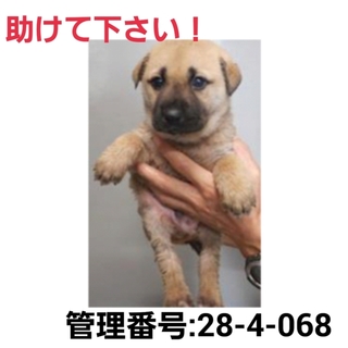 命に期限があります!小さな命を救って下さい!③