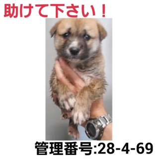 交渉中!命に期限があります!④