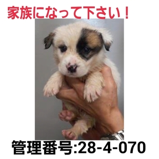 命に期限があります!小さな命を救って下さい!⑤